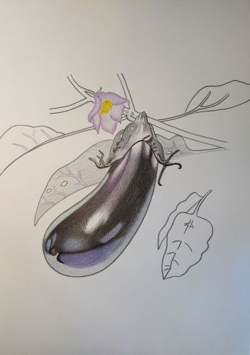 28.2173. Aubergine (aubergines).jpg